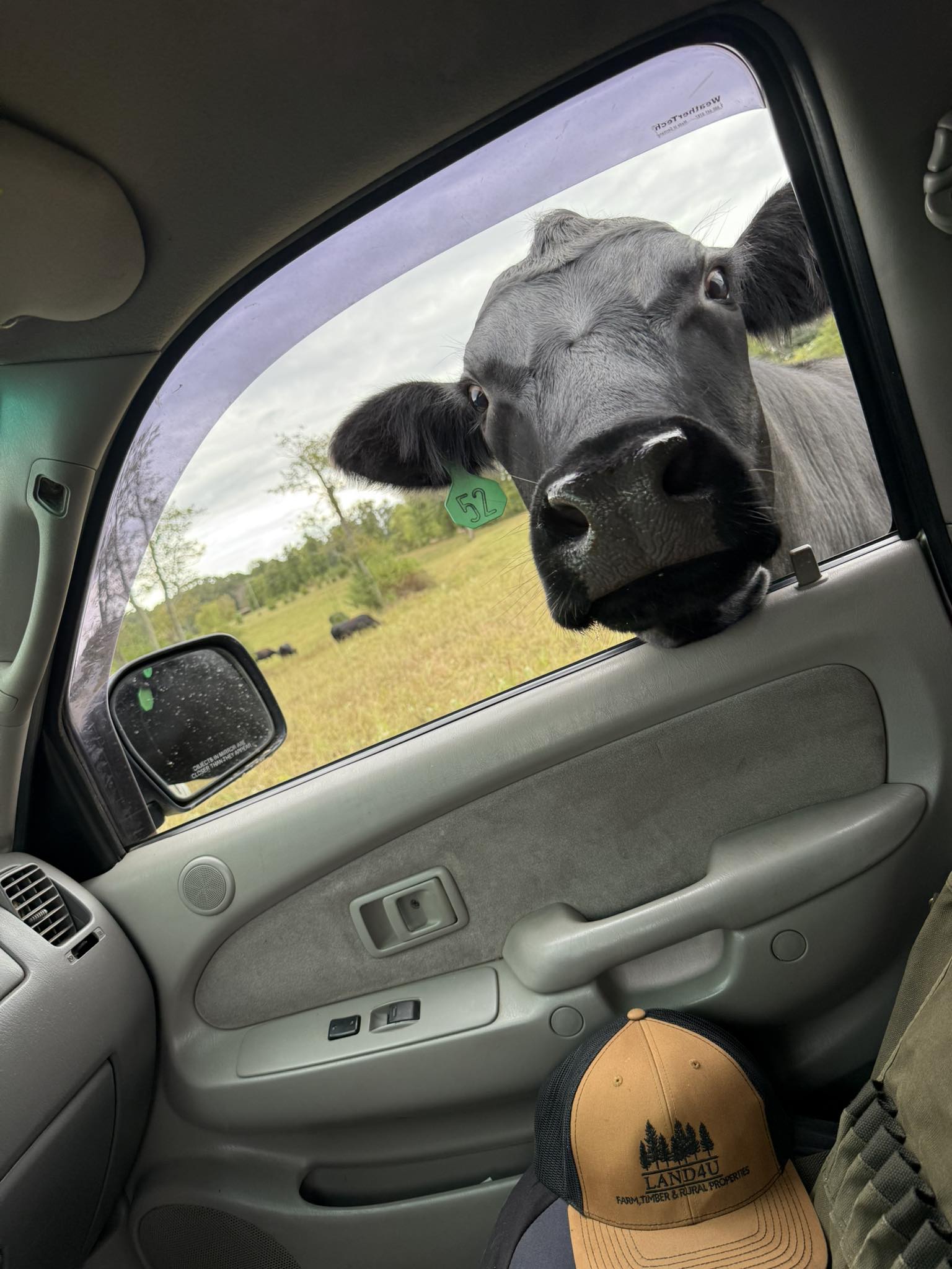 Curious cow looking into truck window